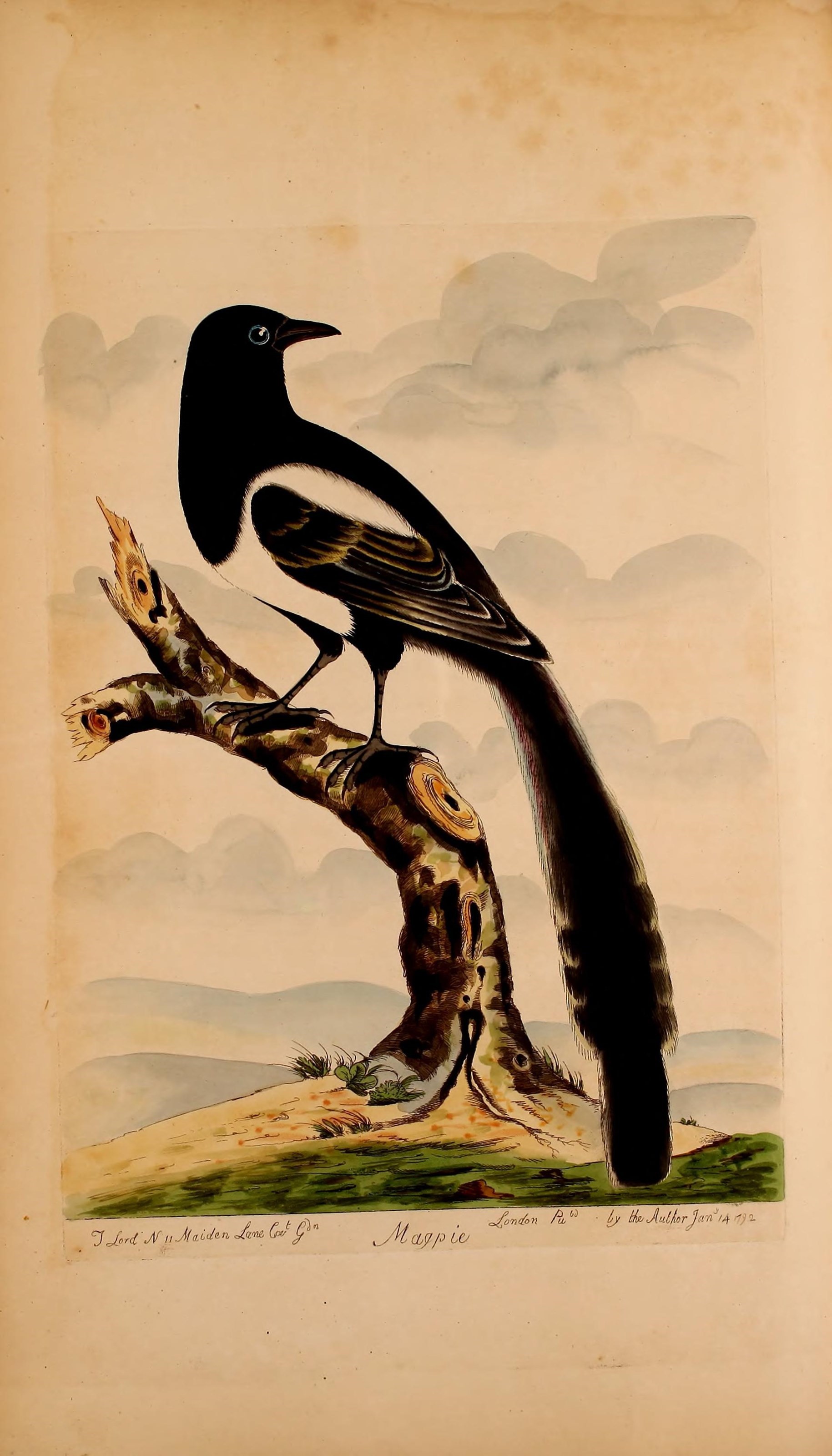 Image of magpie