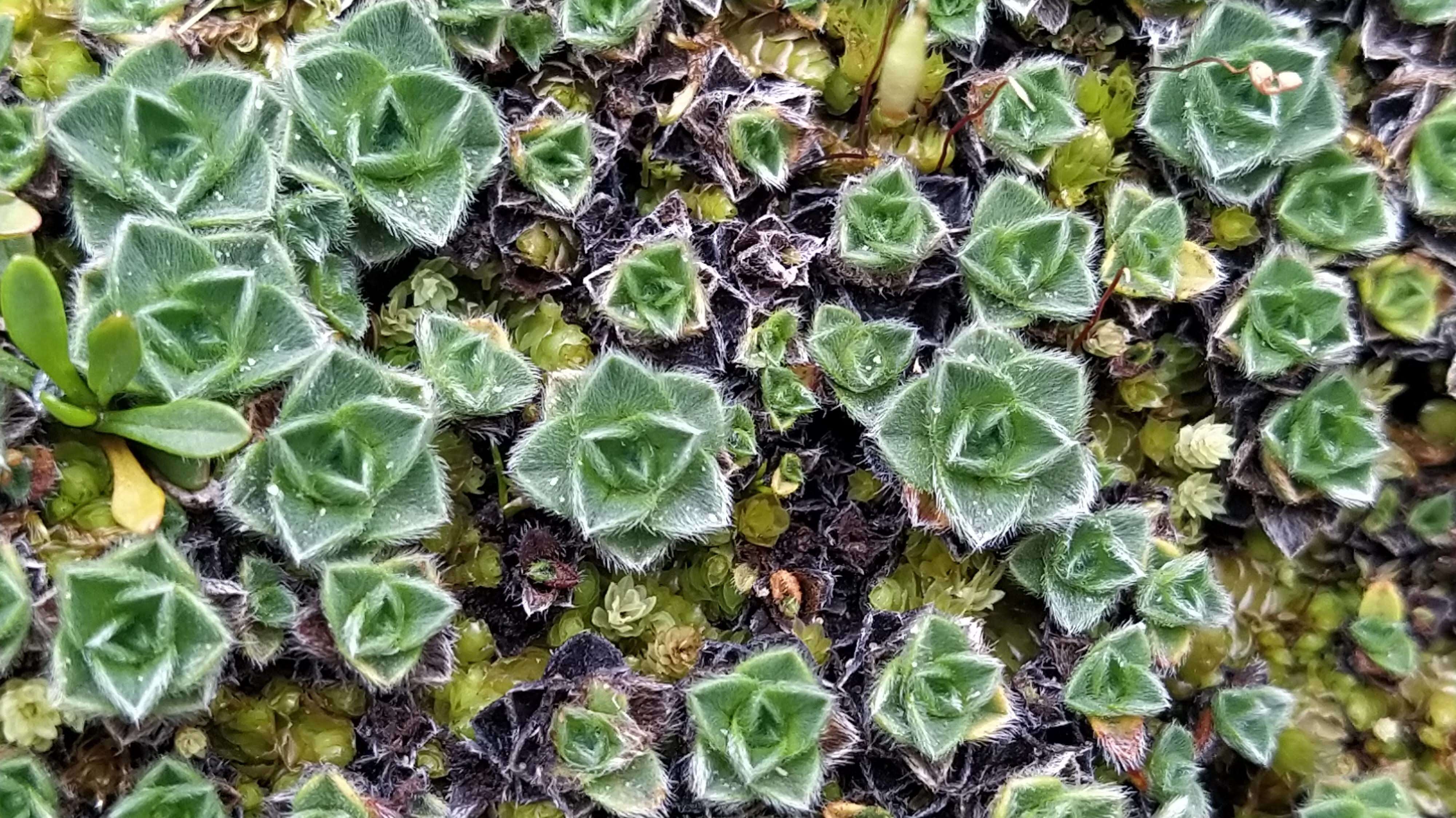 Image of Myosotis pulvinaris Hook. fil.