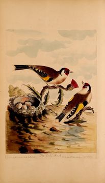 Imagem de Carduelis carduelis (Linnaeus 1758)