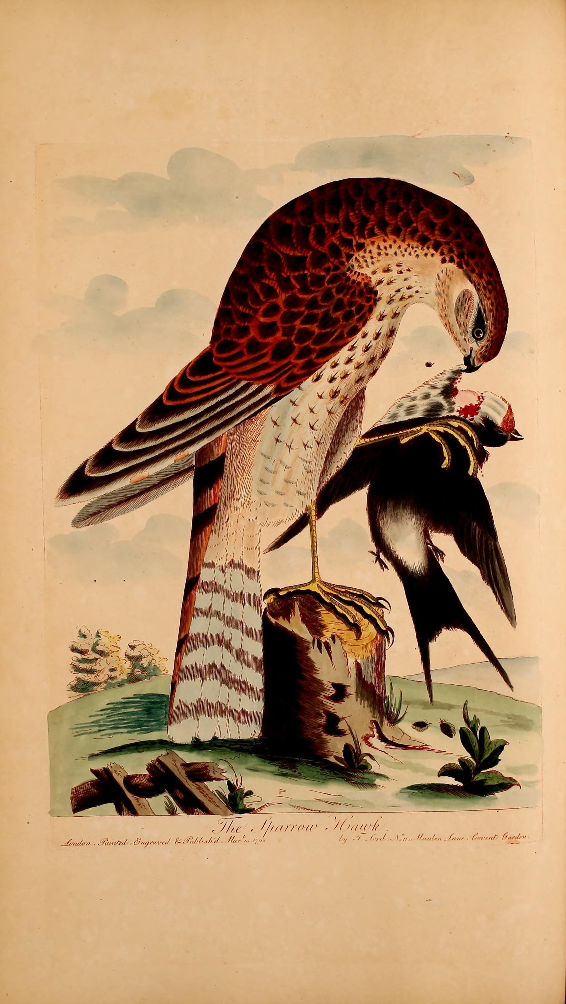 Imagem de Accipiter nisus (Linnaeus 1758)