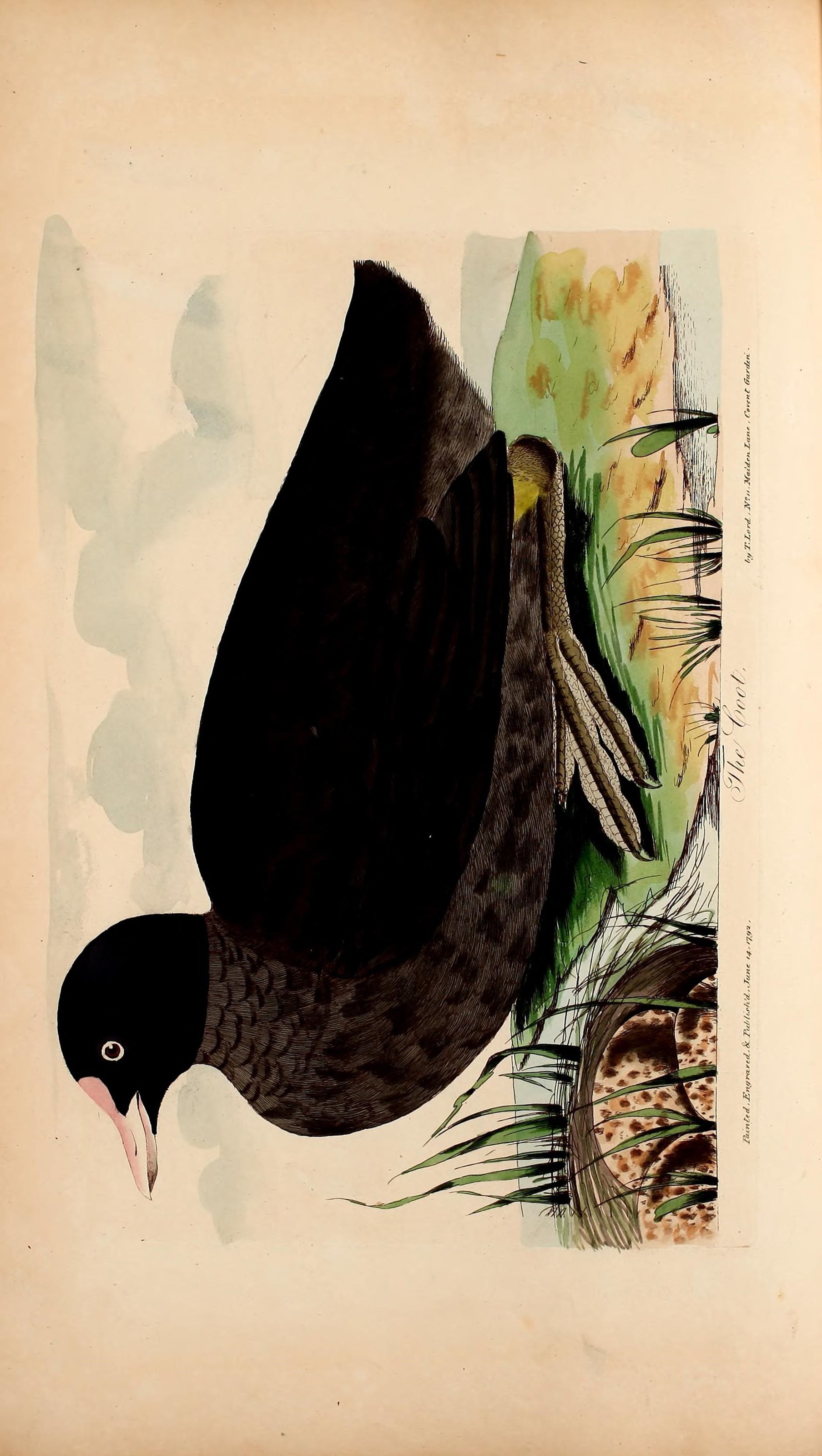 Image of Common Coot