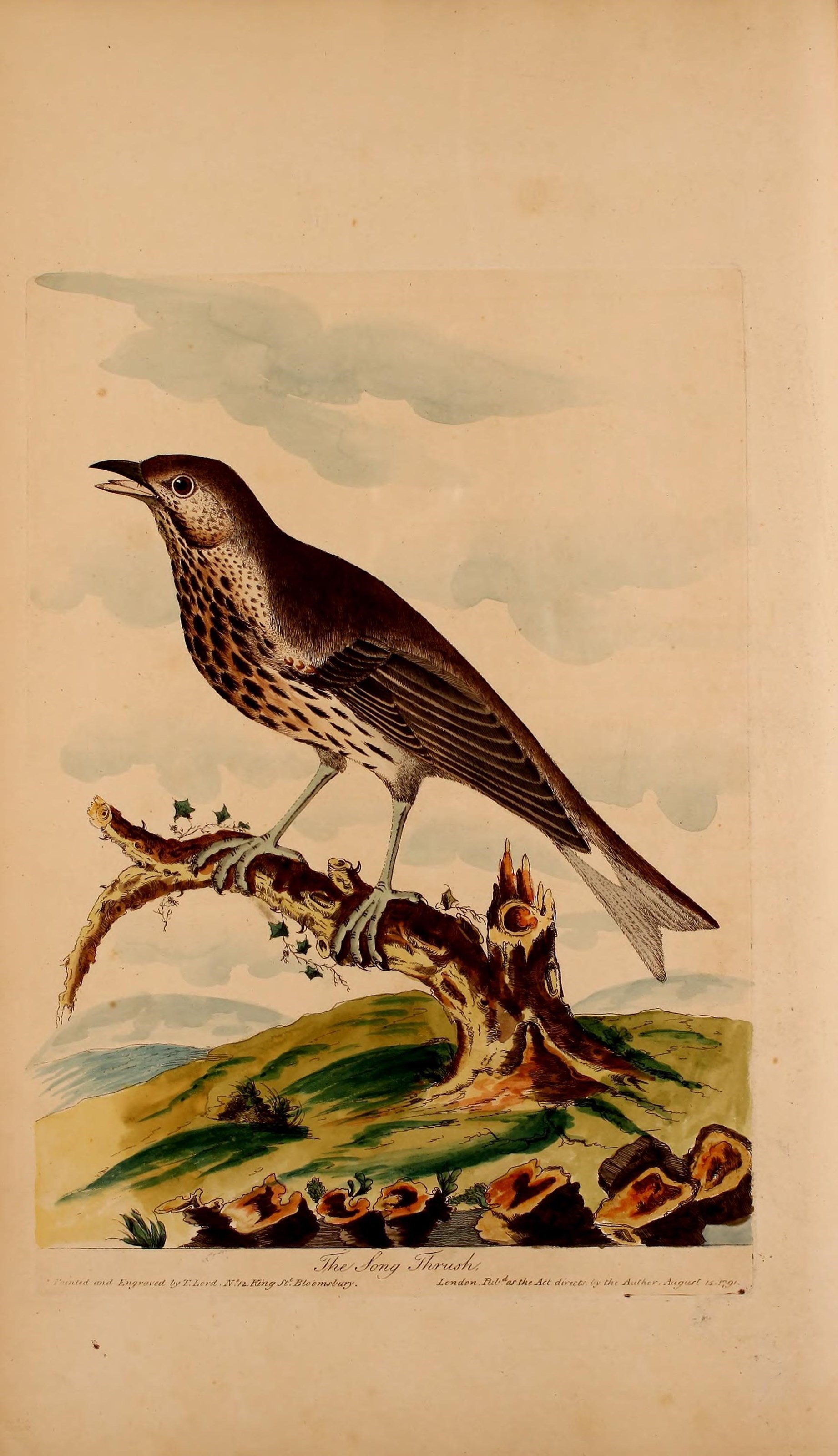 Image of Song Thrush