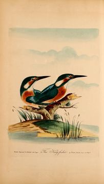 Image of Alcedo Linnaeus 1758