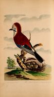 Image of Garrulus Brisson 1760