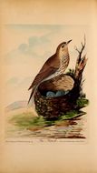 Image of Song Thrush