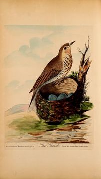 Image of Song Thrush