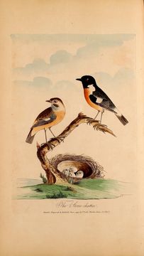 Image of European Stonechat