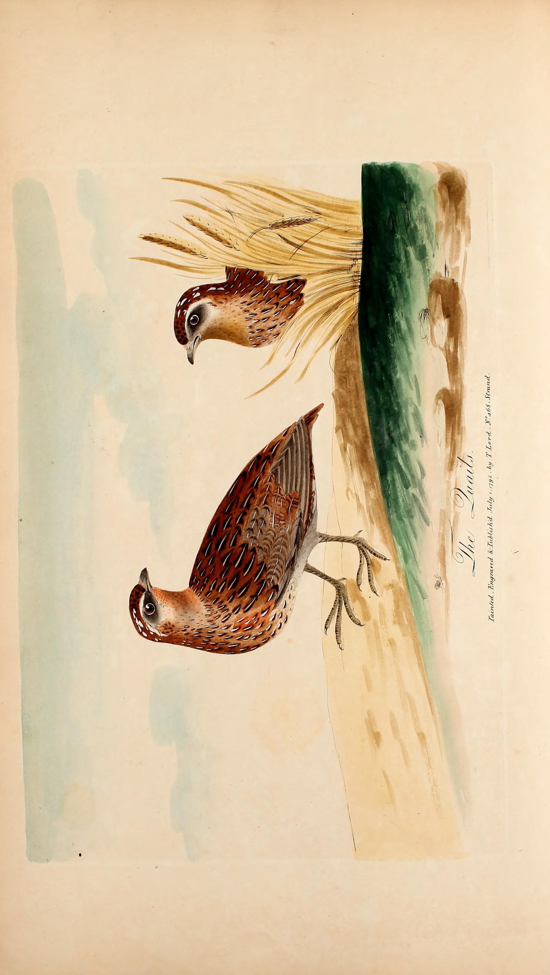 Image of Common Quail