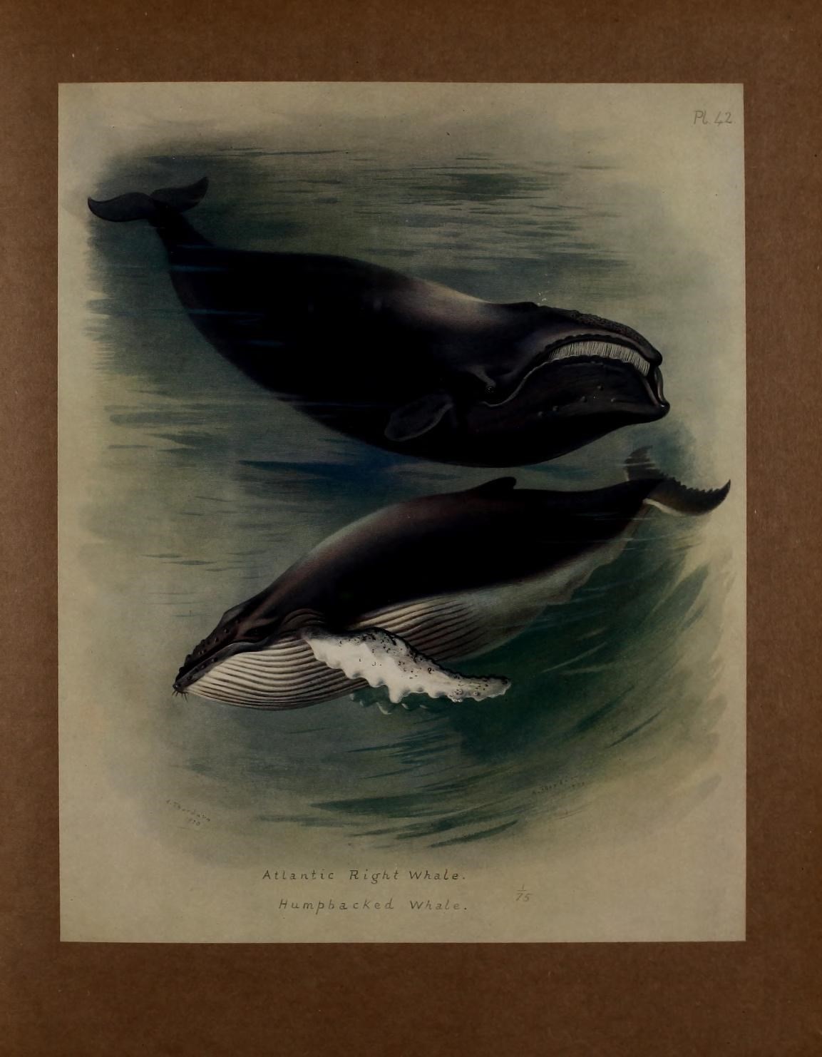 Image of Black Right Whale