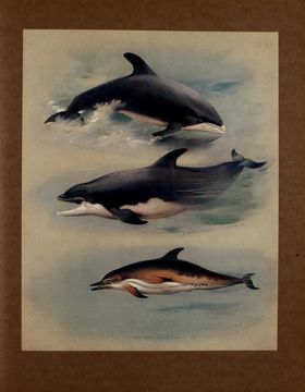 Image of White-beaked Dolphin