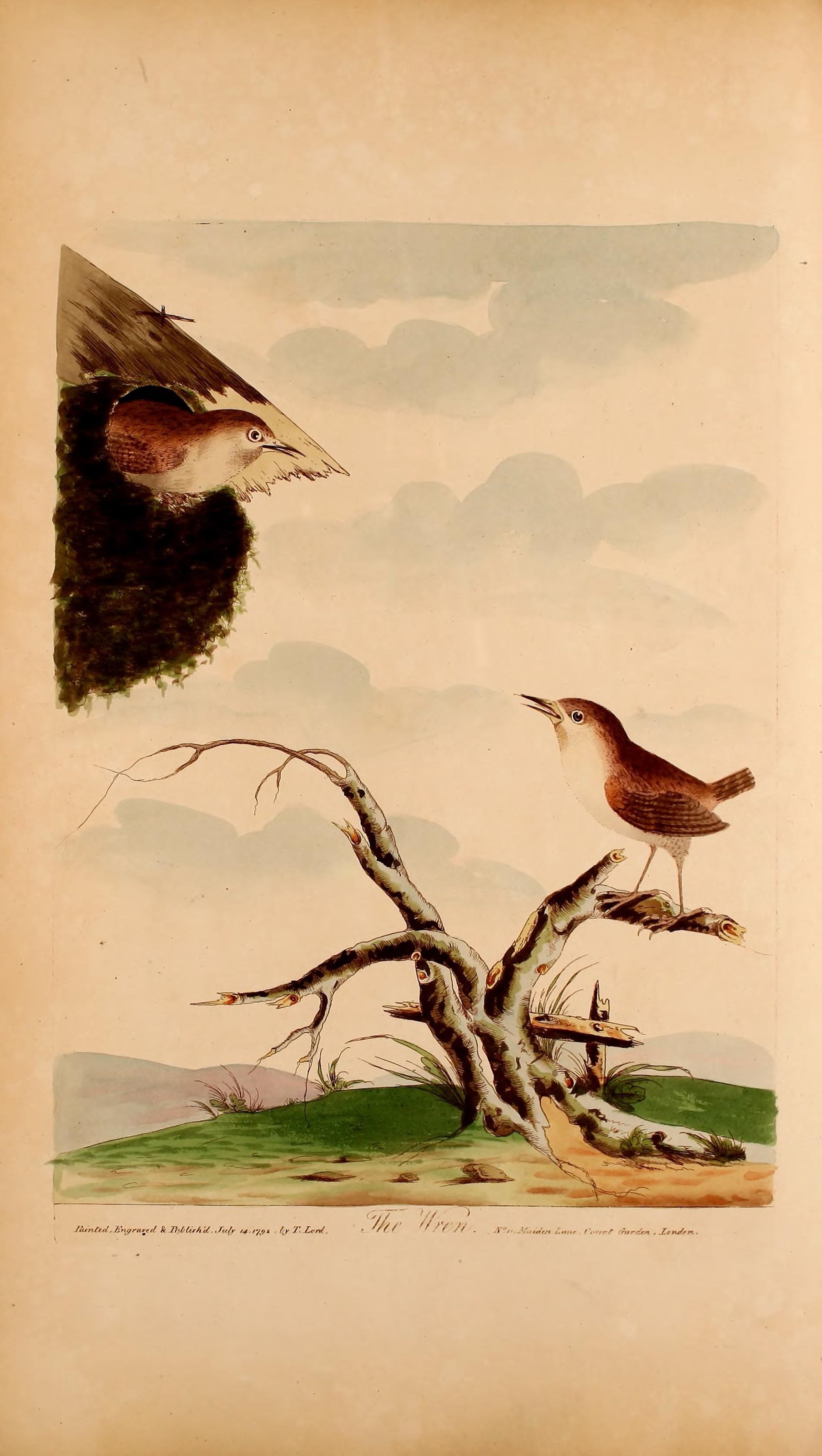 Image of Eurasian Wren