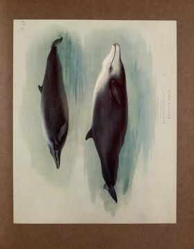 Слика од Кивјеов клунест кит