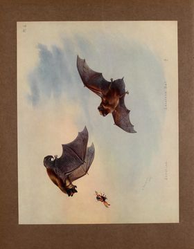 Image of leislers bat, lesser noctule