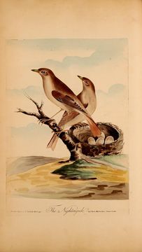 Image of nightingale, common nightingale