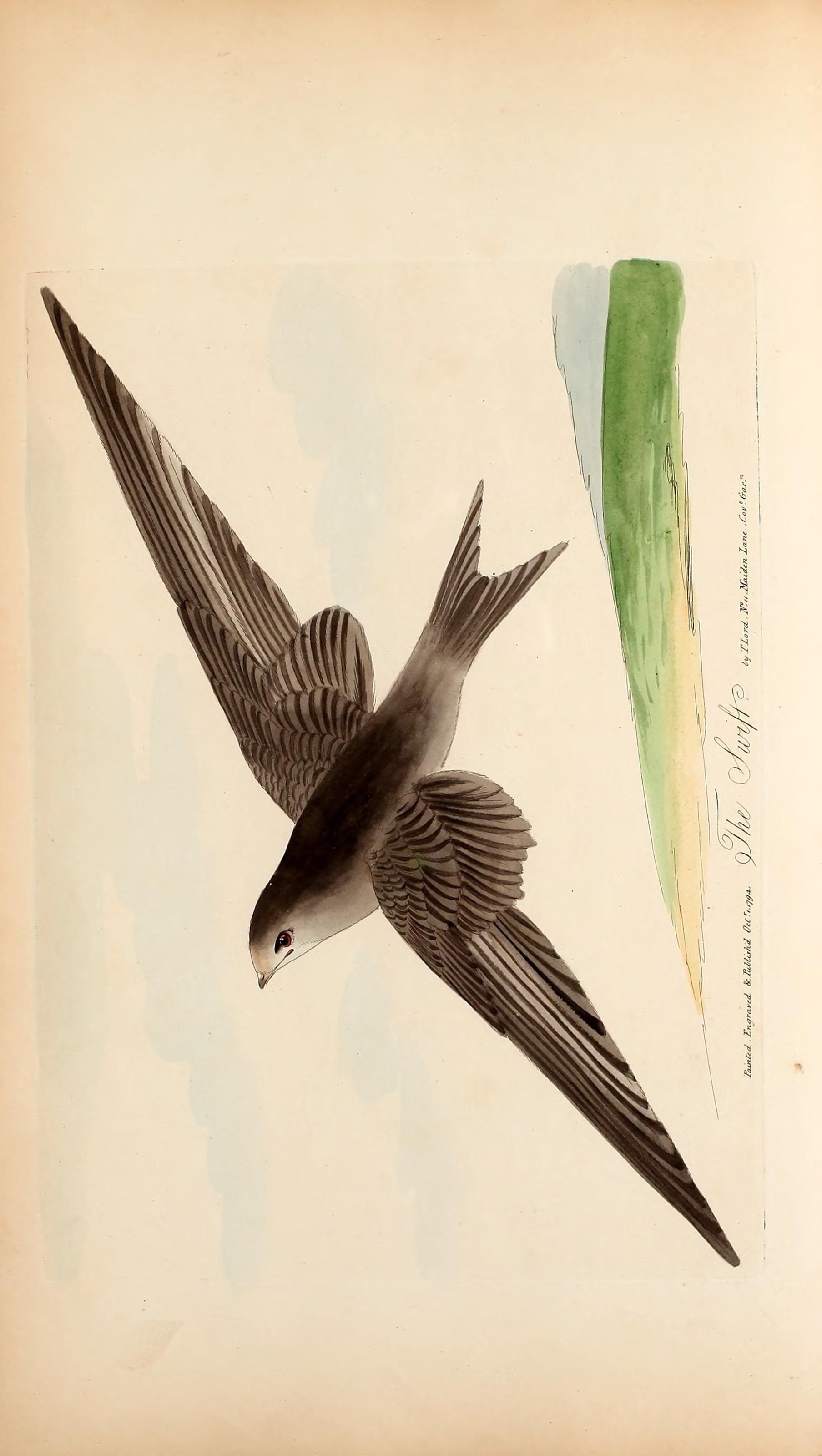 Image of swift, common swift