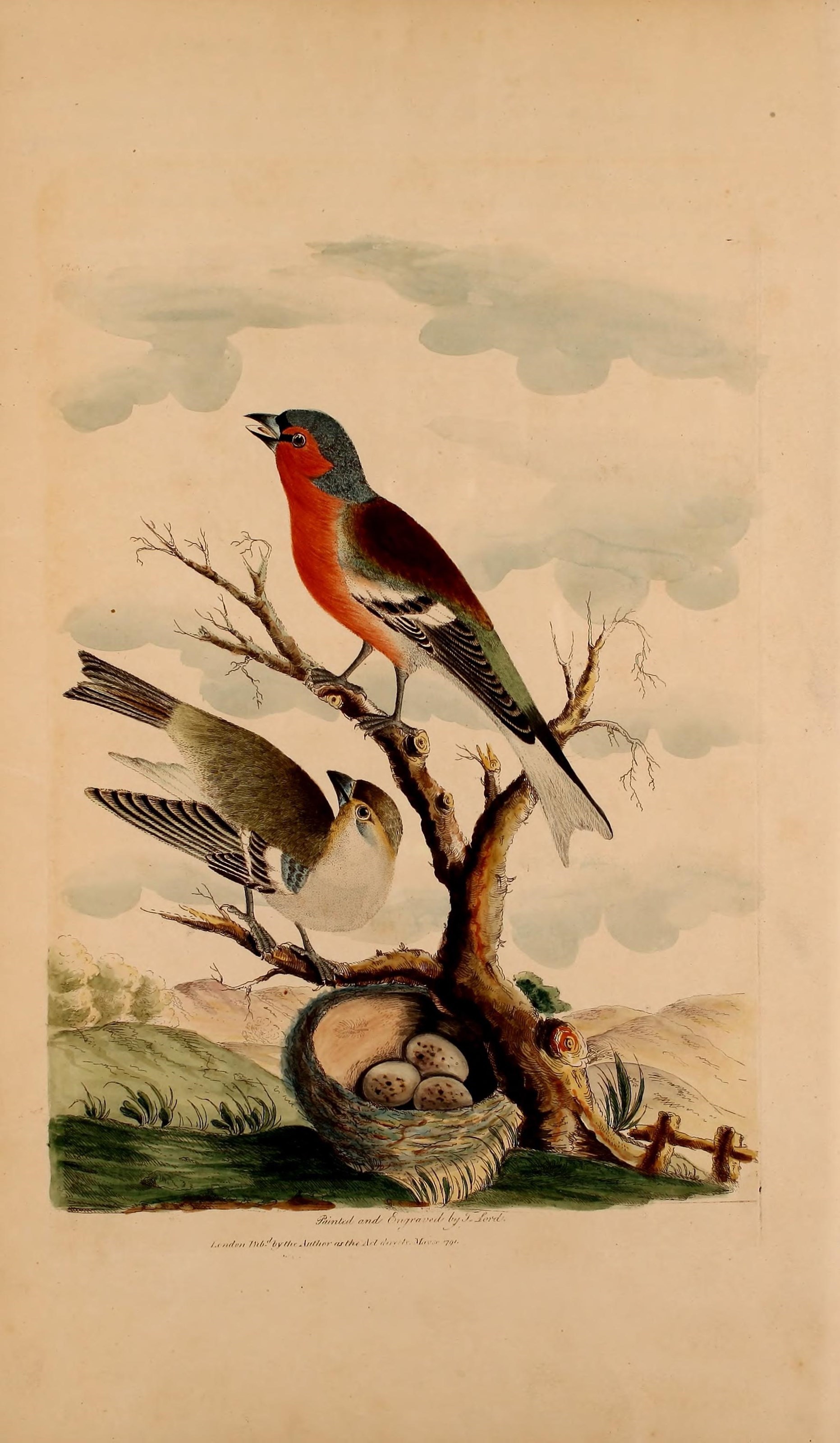 Image of Fringilla Linnaeus 1758