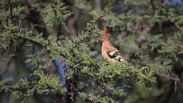 Image of African Hoopoe