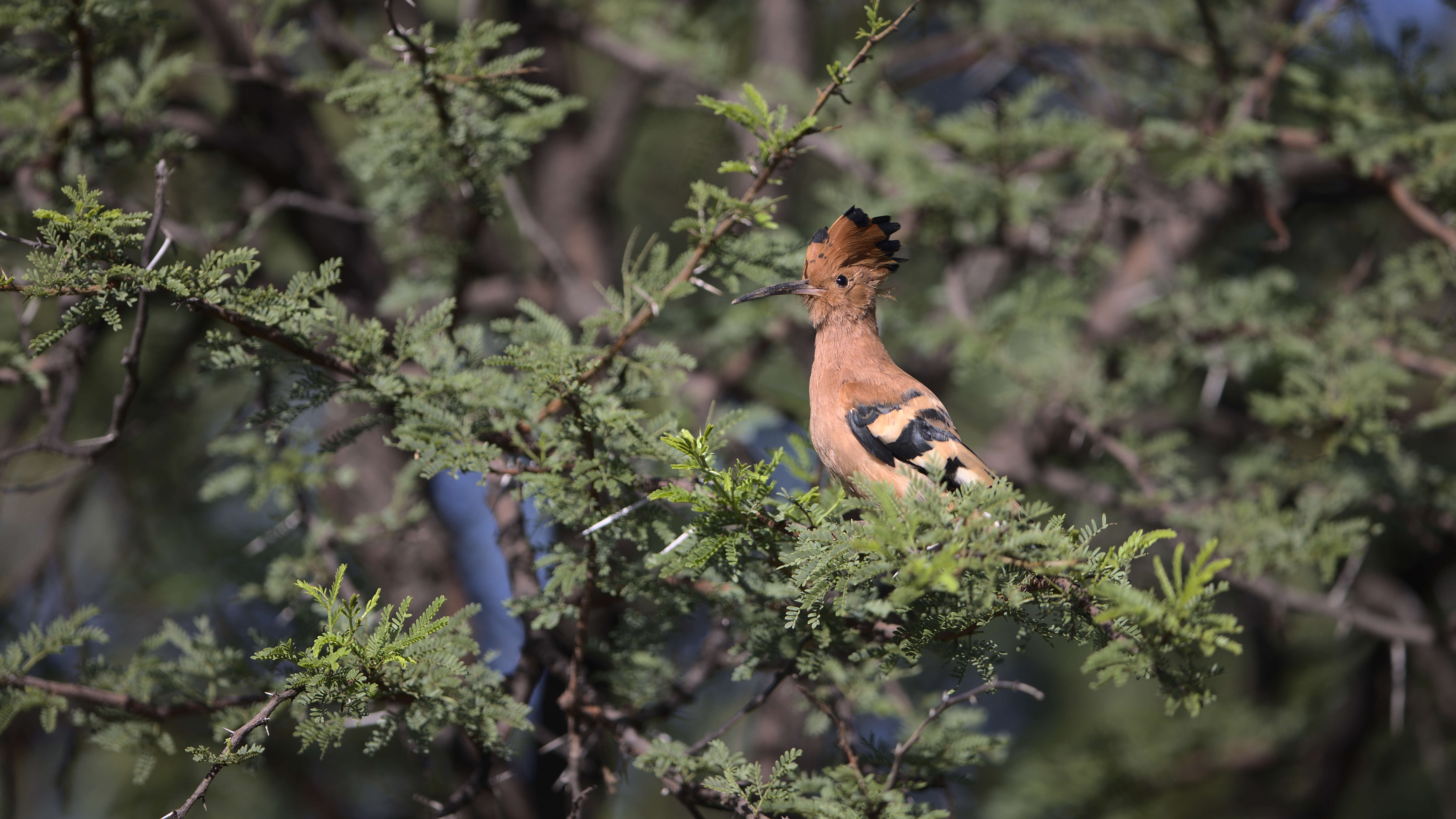 Image of African Hoopoe