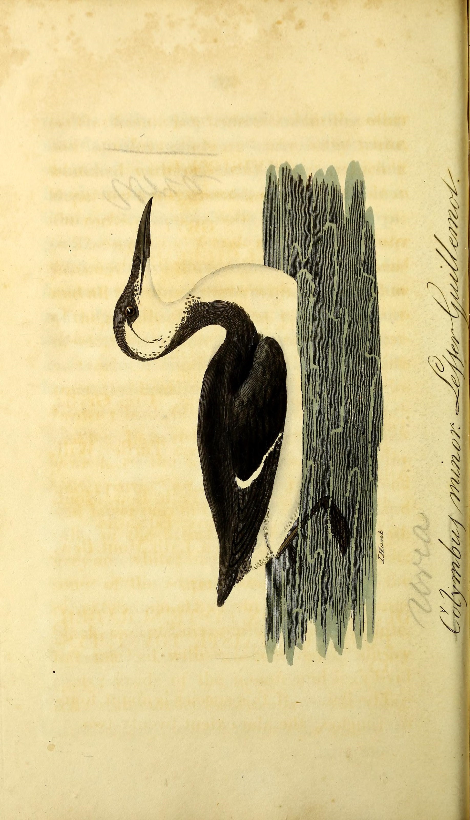 Image of Uria Brisson 1760