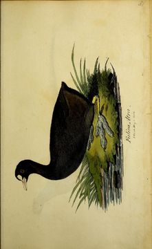 Imagem de Fulica atra Linnaeus 1758