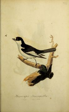 Image of European Pied Flycatcher