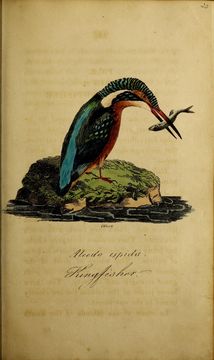 Image of Alcedo Linnaeus 1758