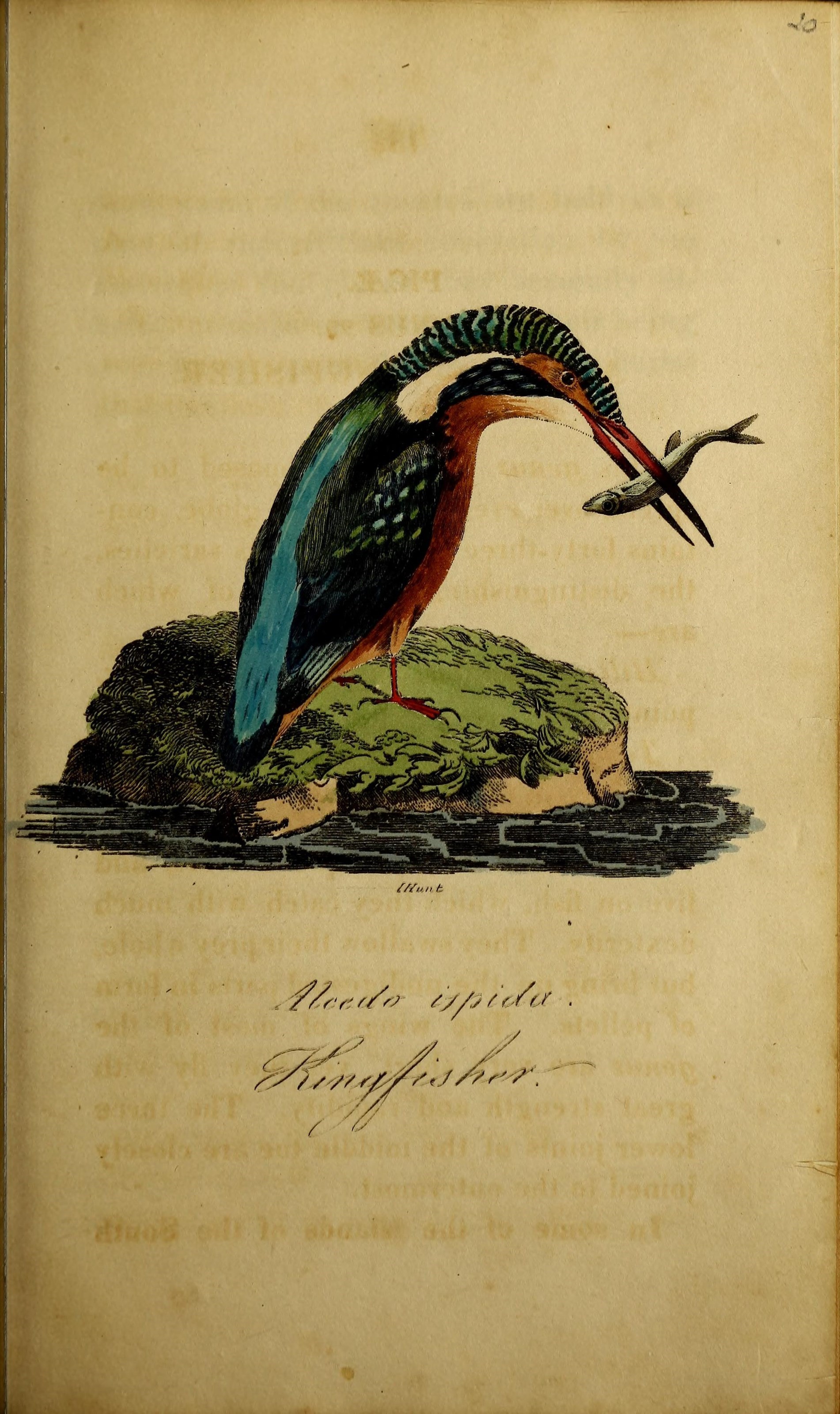 Image of Alcedo Linnaeus 1758