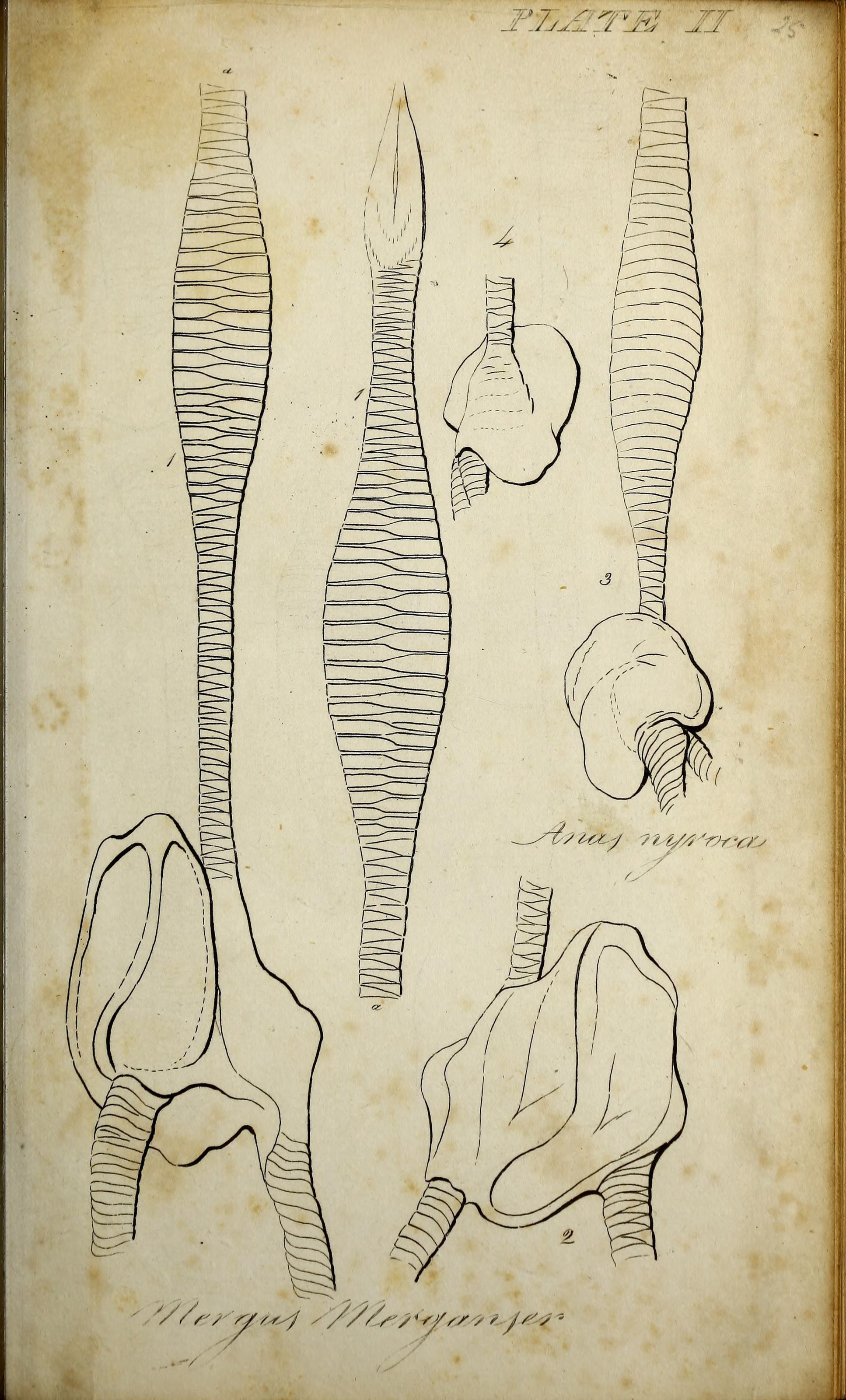 Image of Mergus Linnaeus 1758