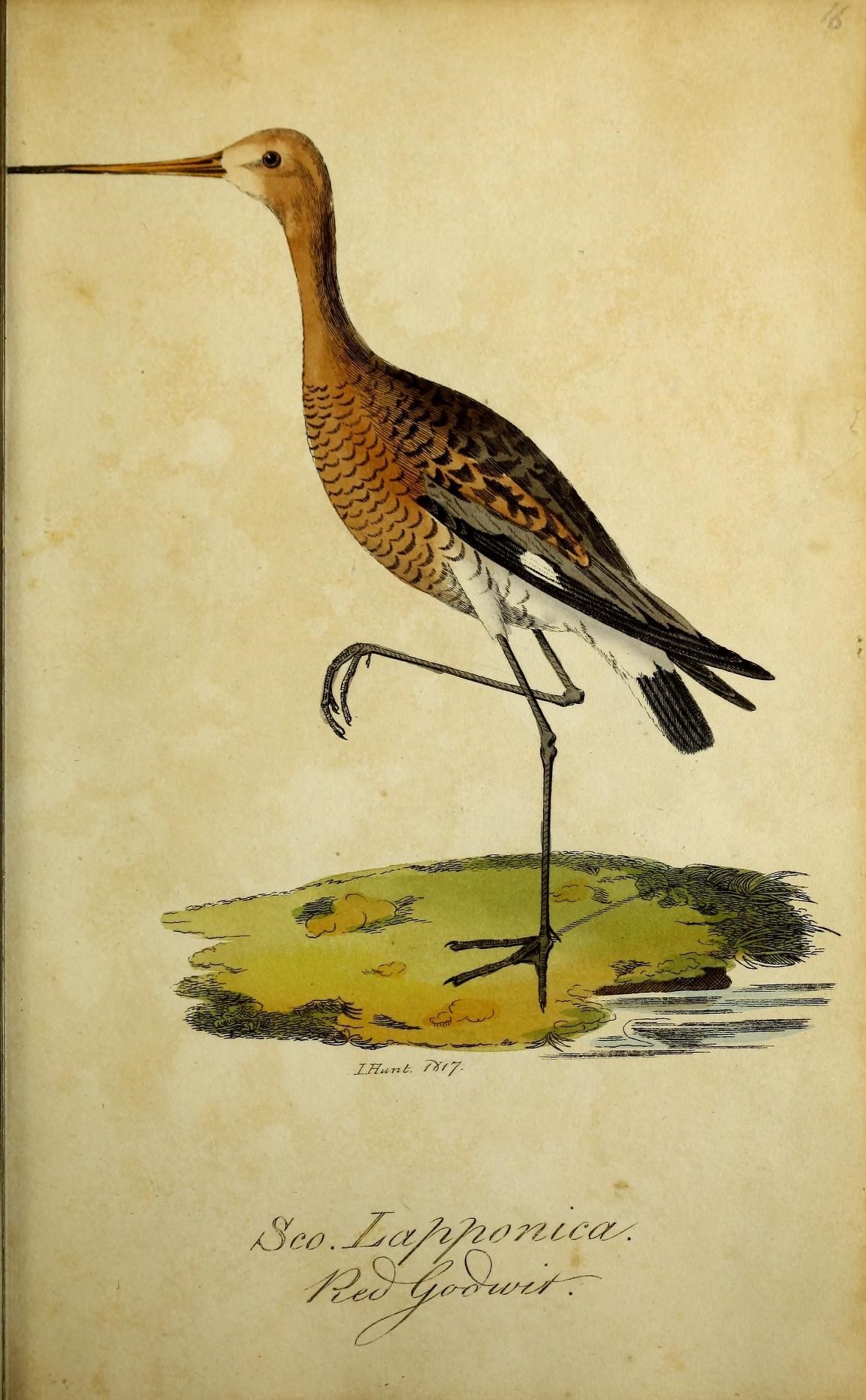 Image of Bar-tailed Godwit