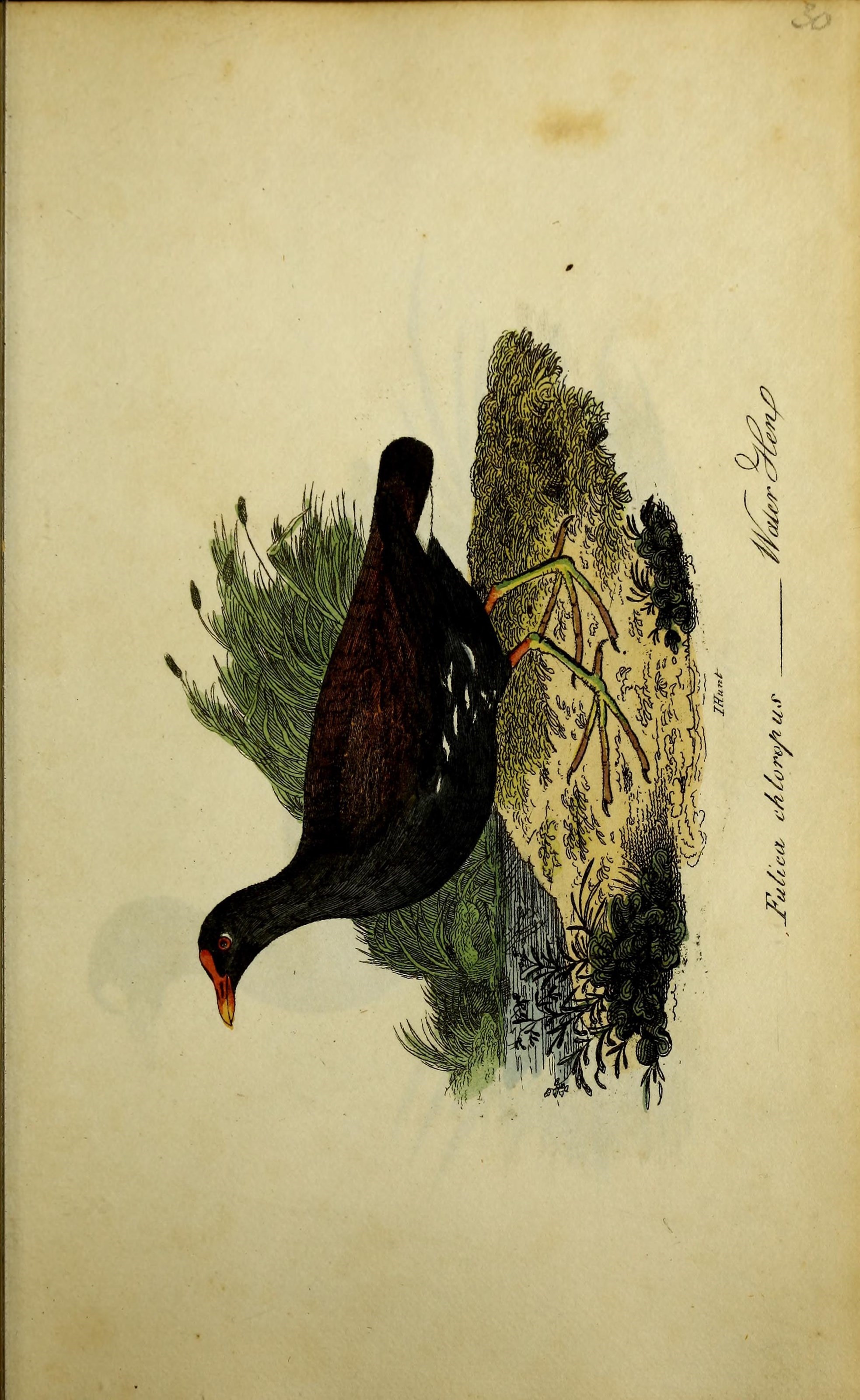 Image of Common Moorhen