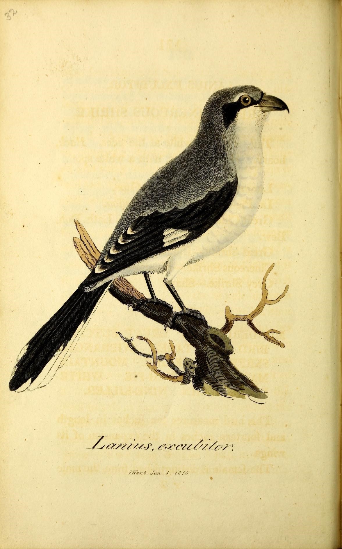 Plancia ëd Lanius excubitor Linnaeus 1758