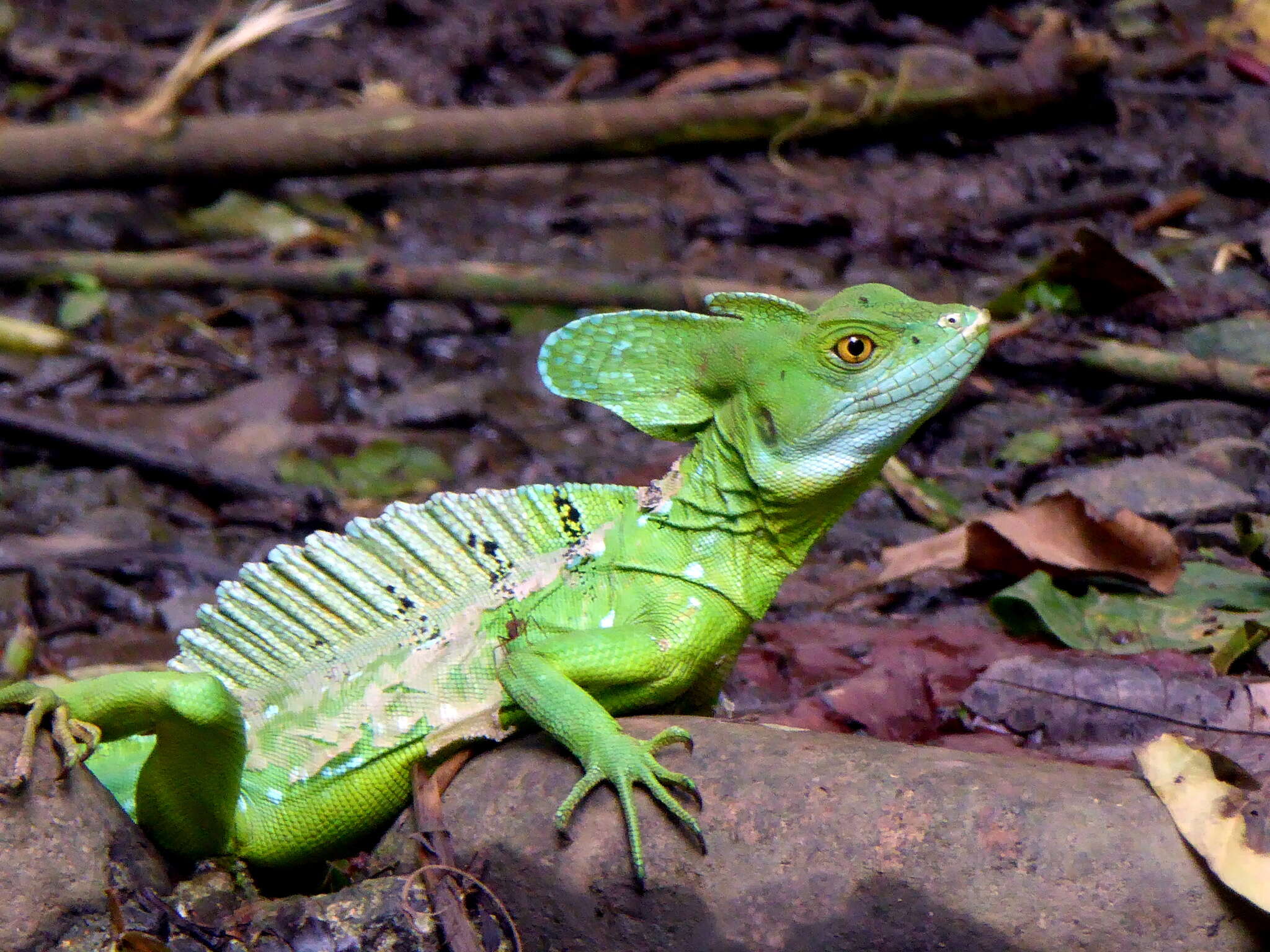 Image of Green Basilisk