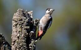 Image of Great Spotted Woodpecker