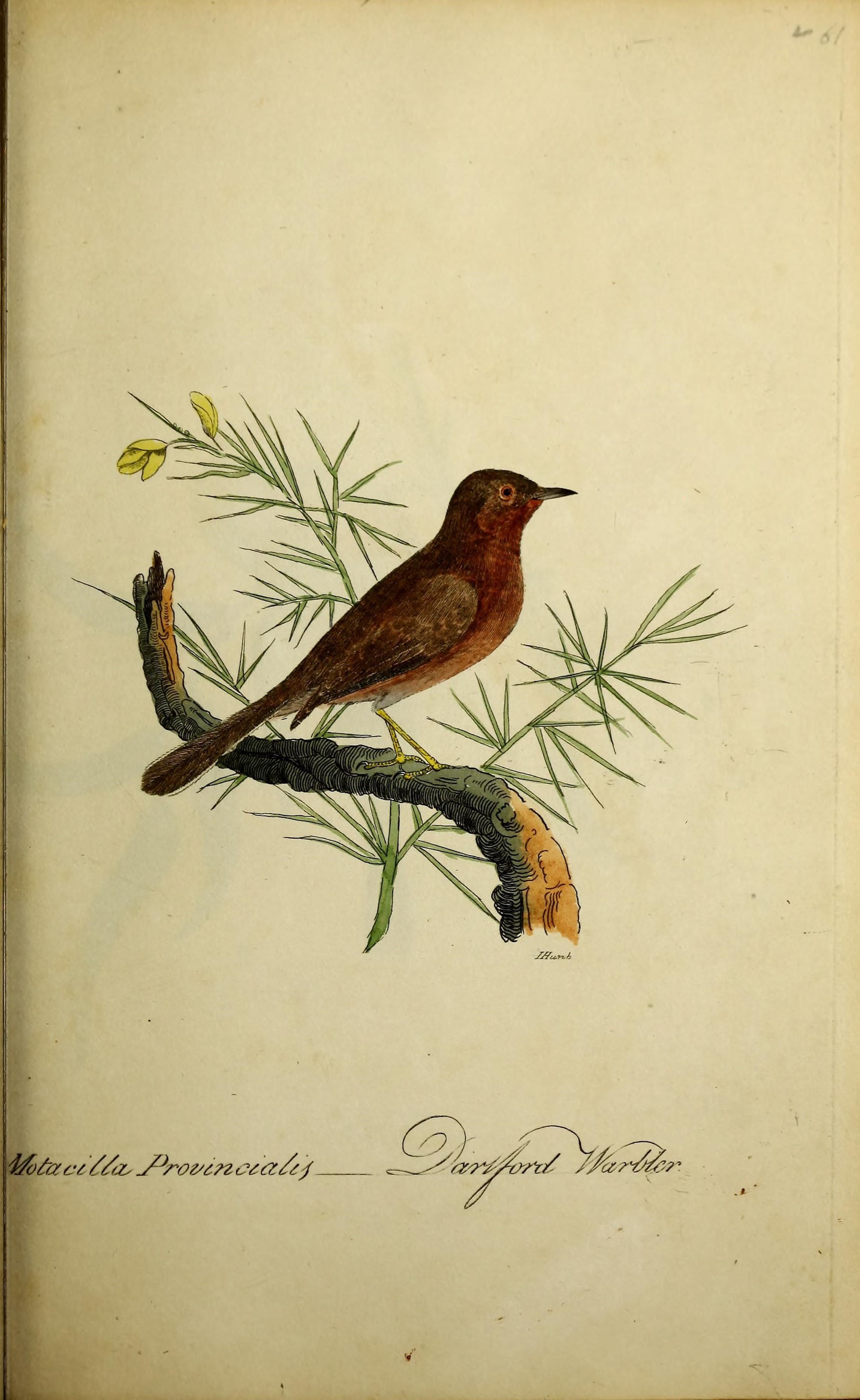 Image of Dartford warbler
