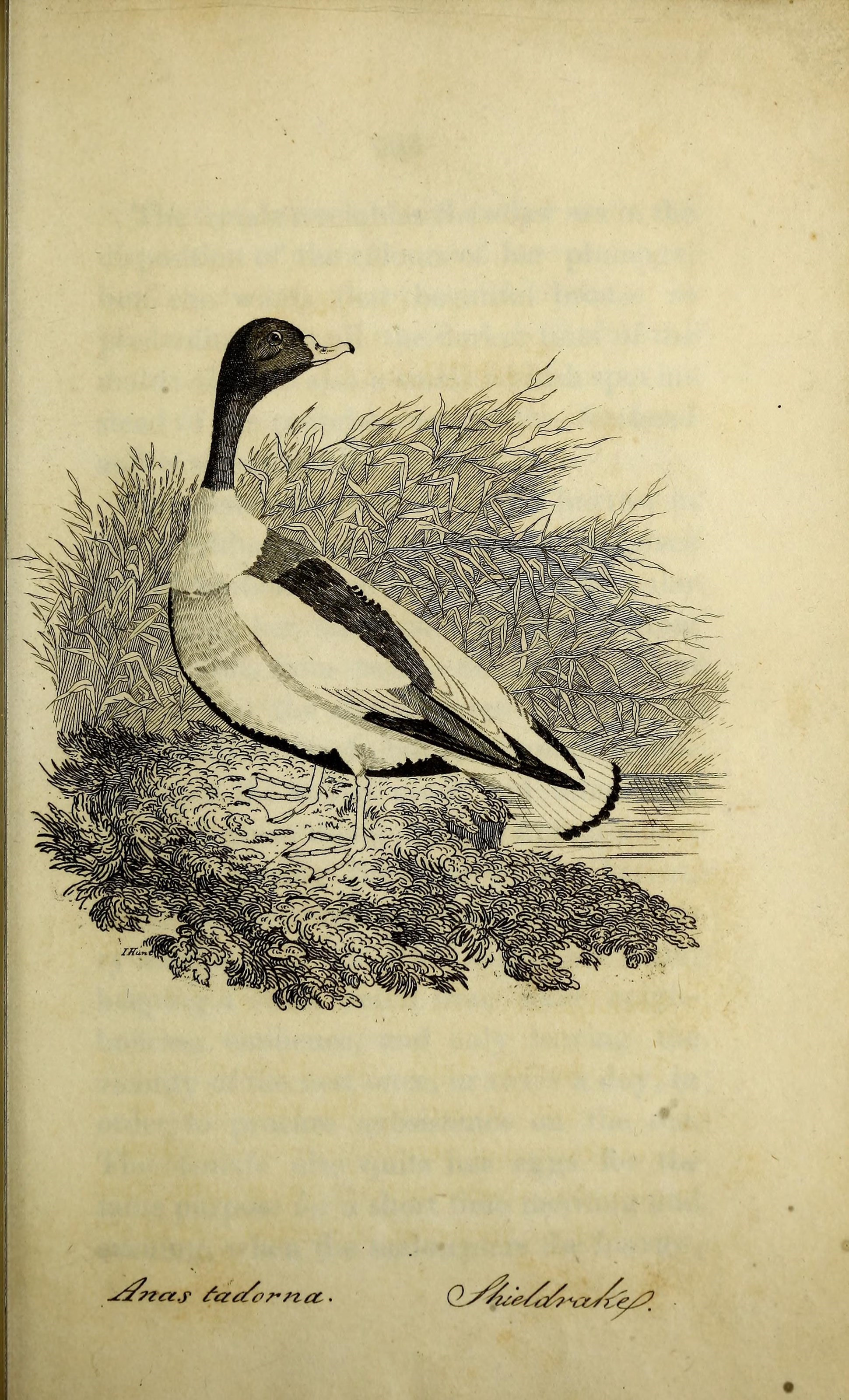 Image of shelduck, common shelduck