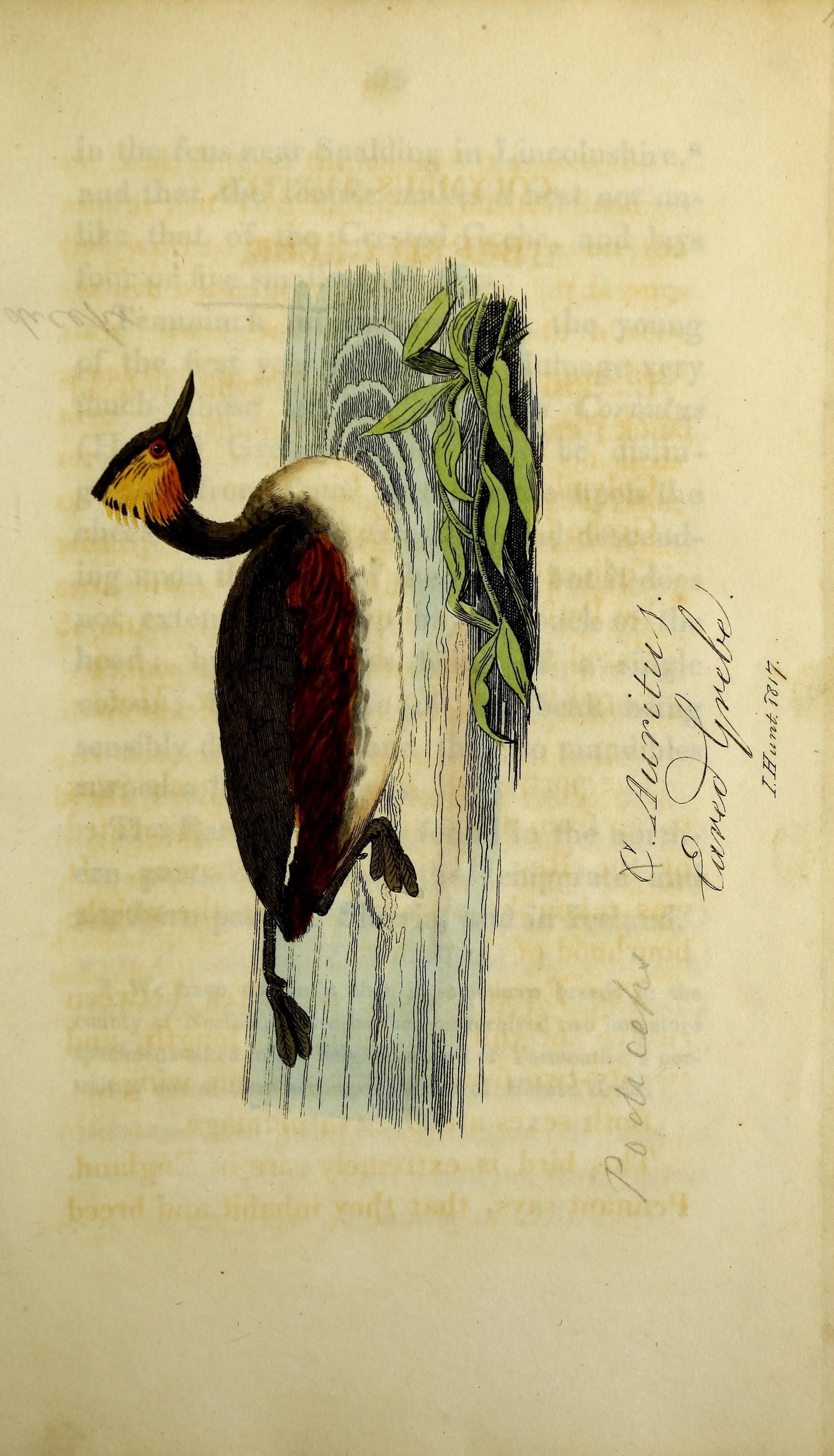 Image of Podiceps Latham 1787