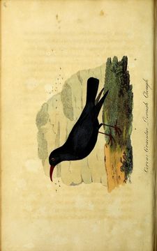 Image of Chough