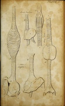 Image of Bucephala Baird & SF 1858