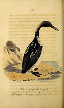 Image of Arctic Loon