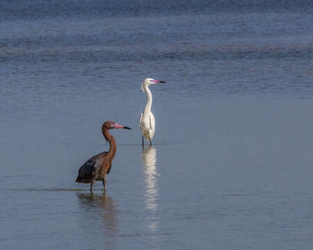 Image of Reddish Egret