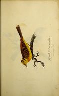 Image of Yellowhammer