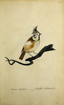 Image of Lophophanes Kaup 1829