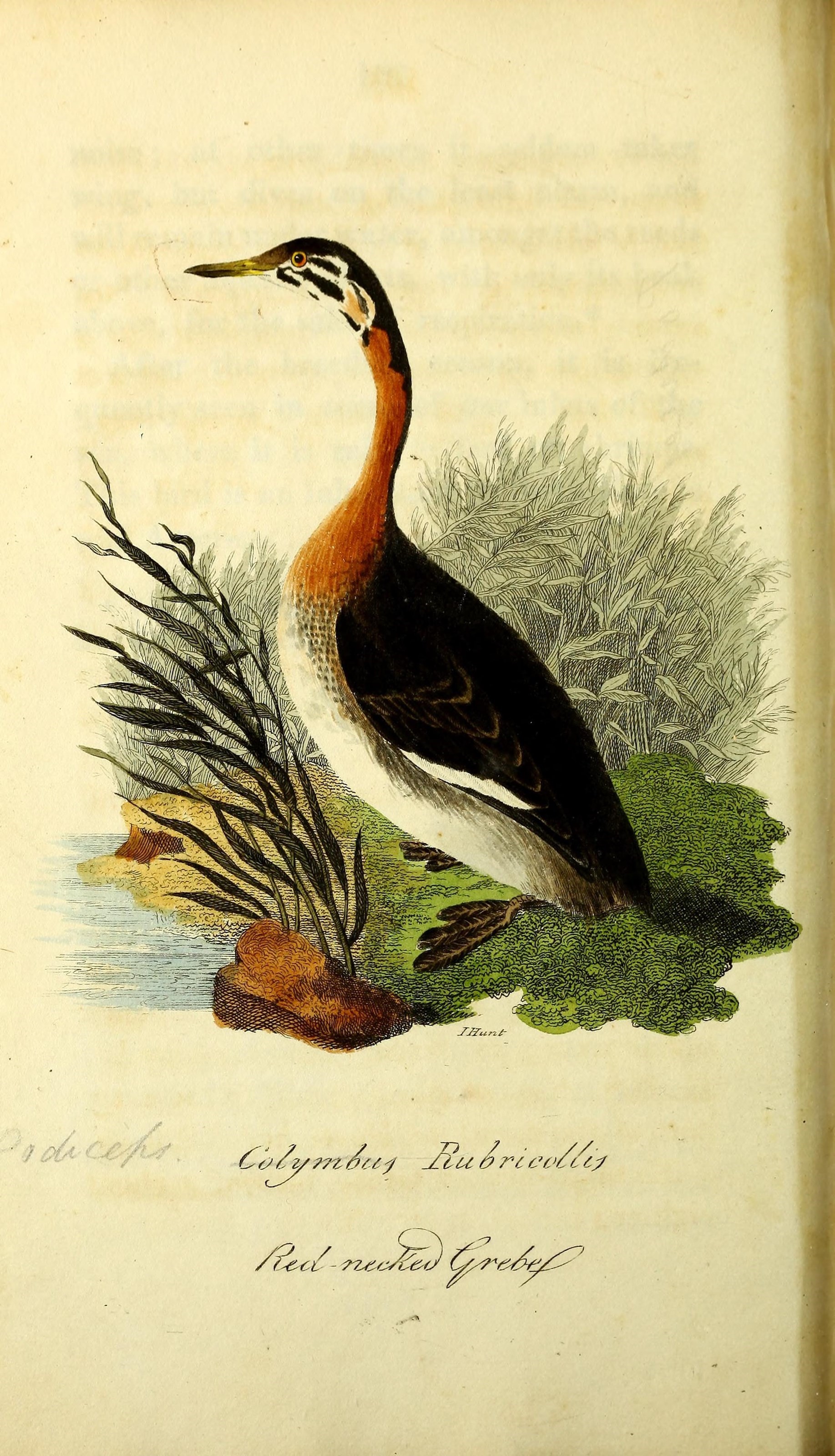 Plancia ëd Podiceps grisegena (Boddaert 1783)