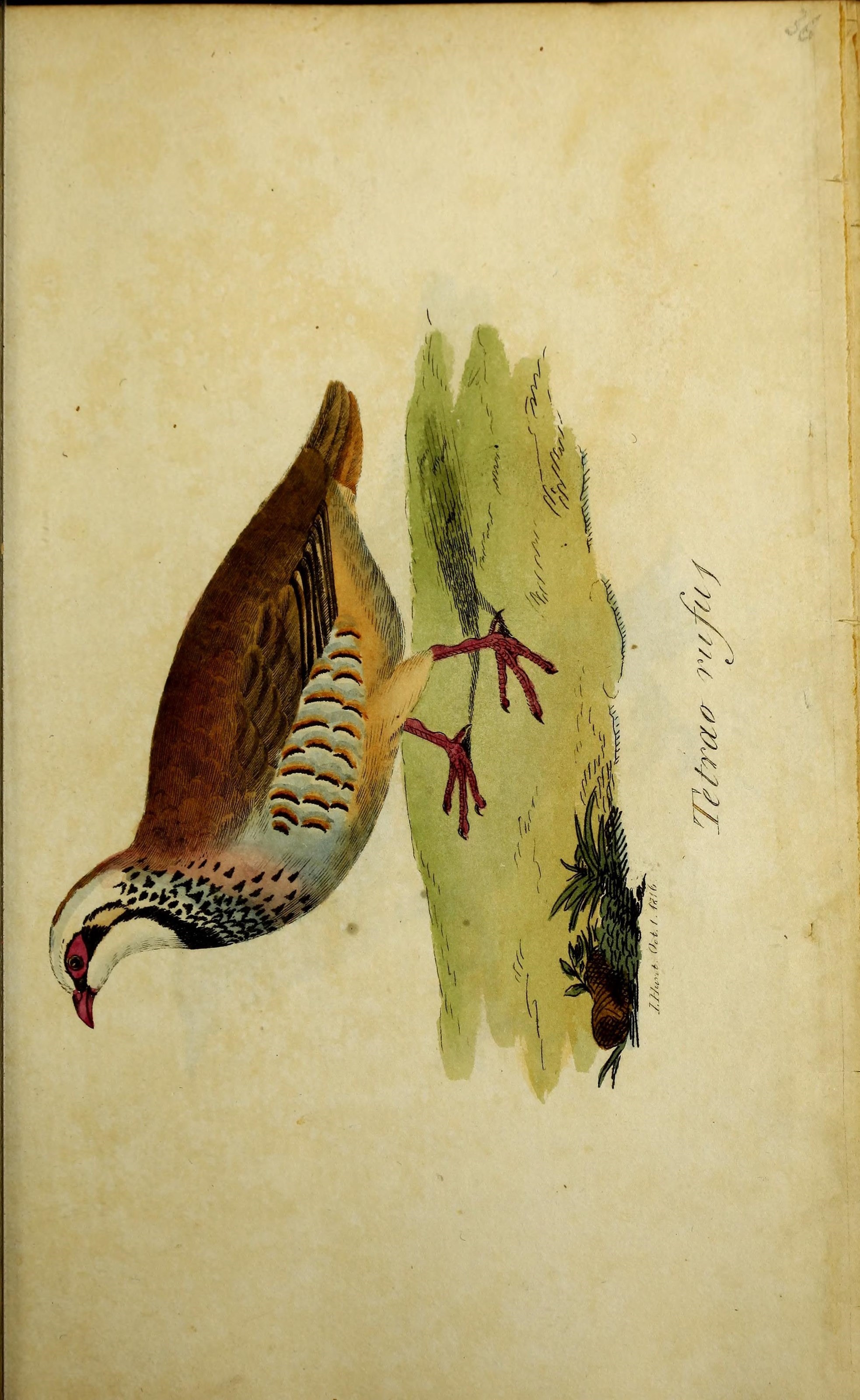 Plancia ëd Alectoris rufa (Linnaeus 1758)