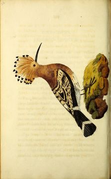 صورة Upupa Linnaeus 1758