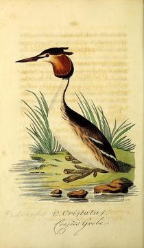 Image of Podiceps Latham 1787