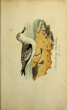 Image of Sanderling