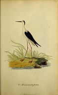 Plancia ëd Himantopus himantopus (Linnaeus 1758)