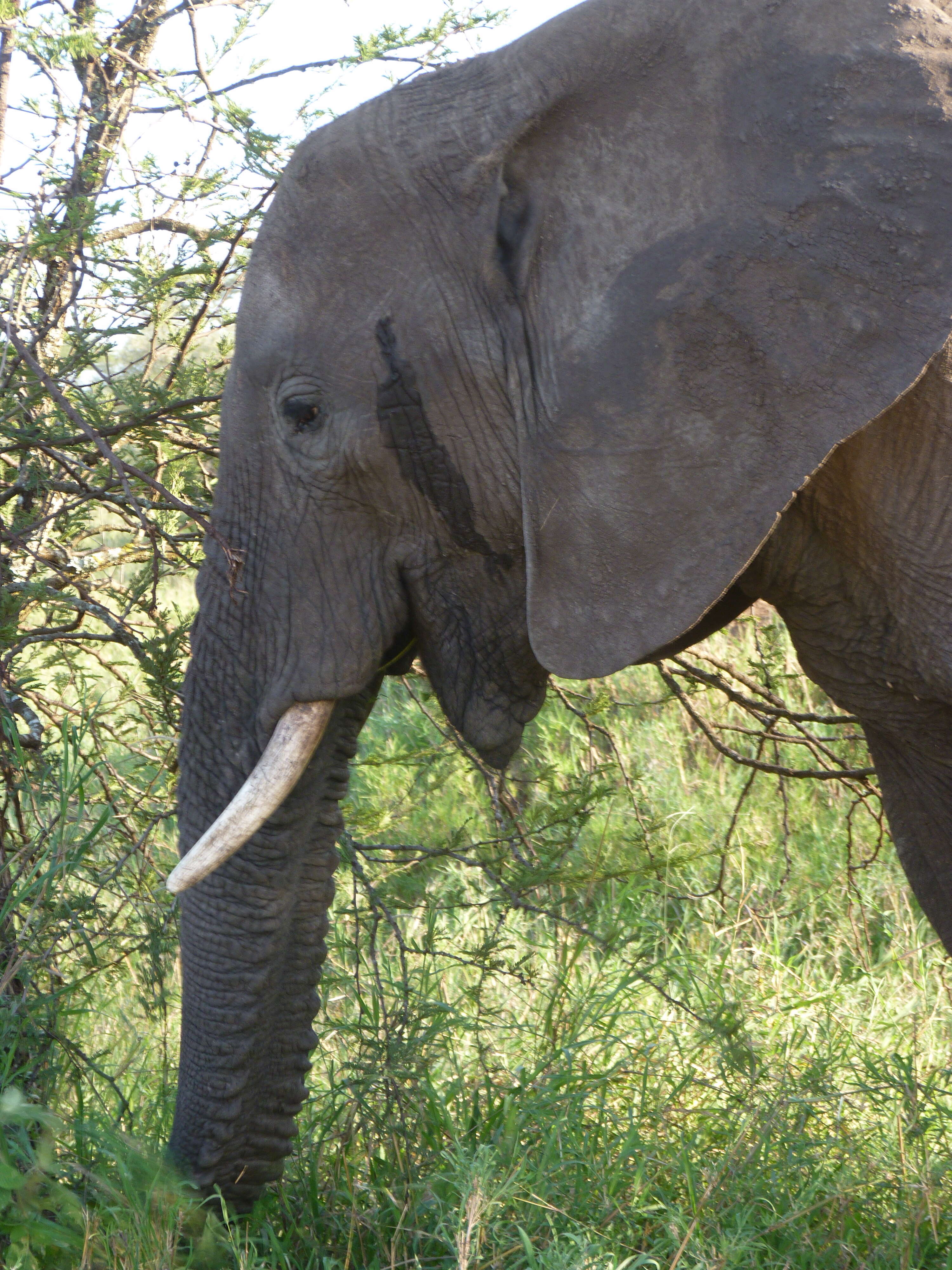 Image of African bush elephant