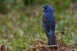 Image of Blue Grosbeak